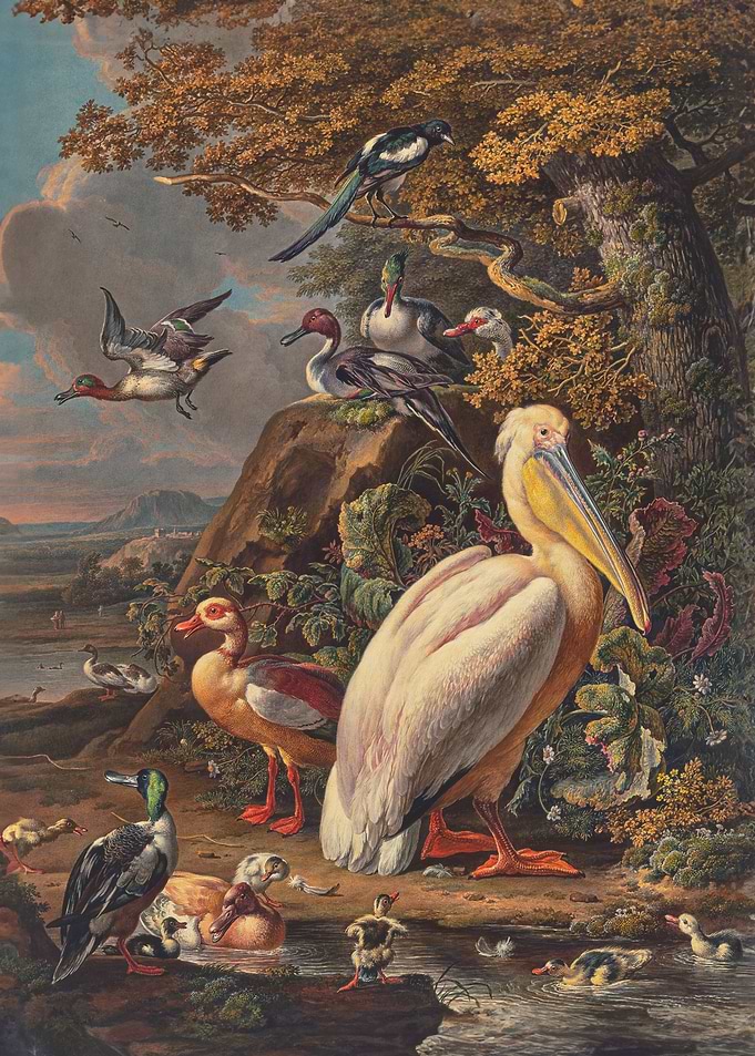 A pelican