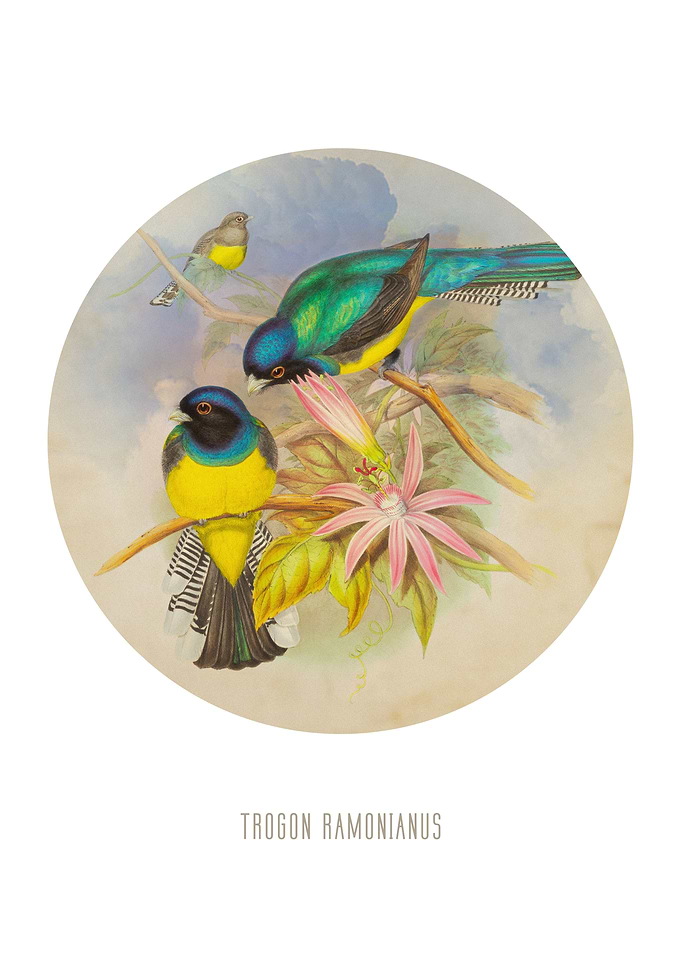 Amazonian trogon Print