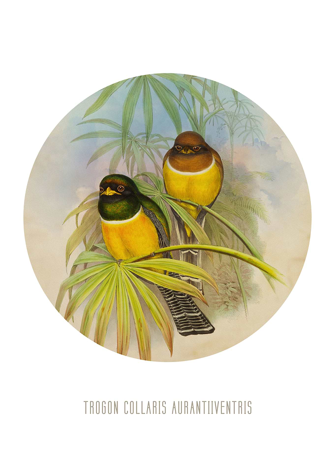 Orangebellied trogon Print