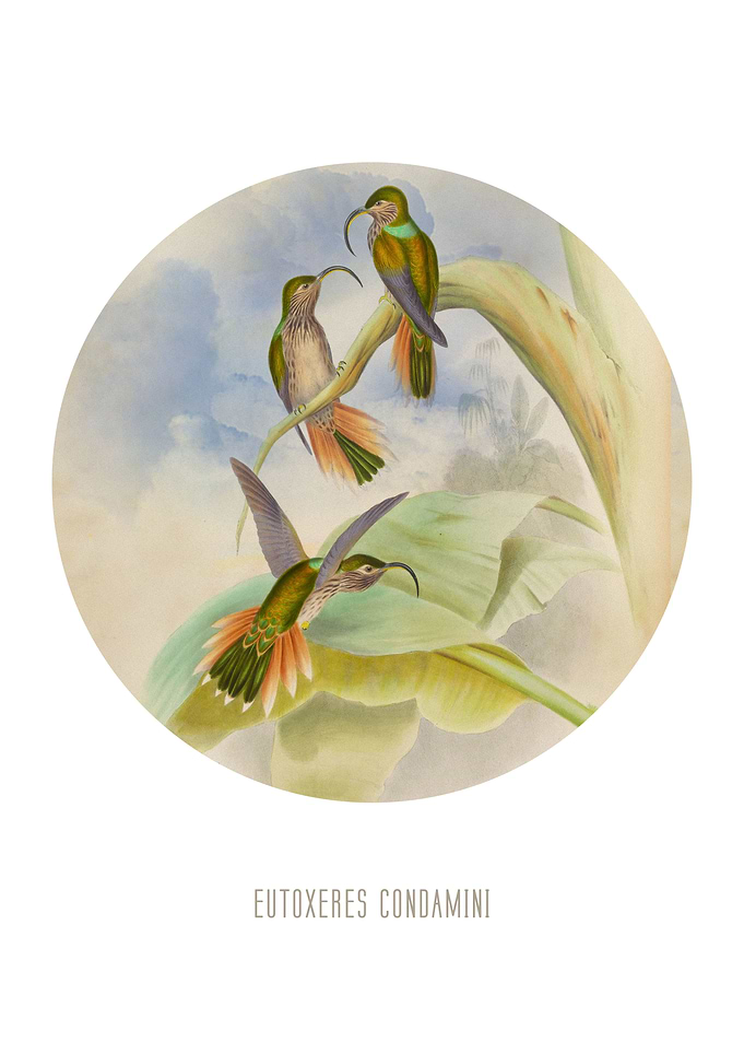 Bufftailed sicklebill
