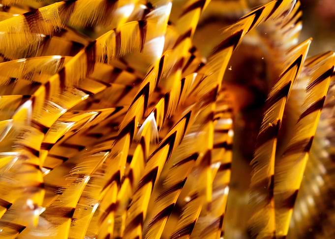 Yellow Tube Worm