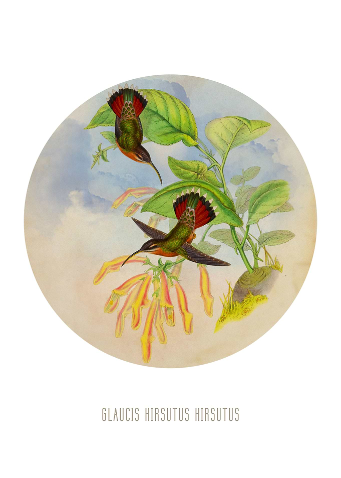 Rufousbreasted hermi Print