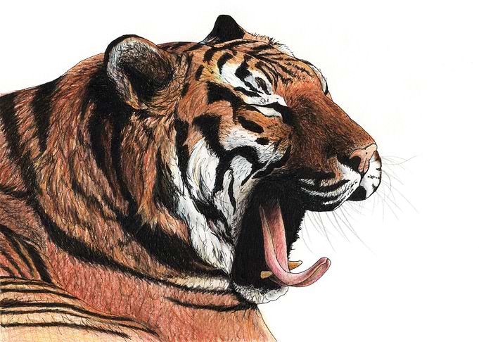 Yawning tiger
