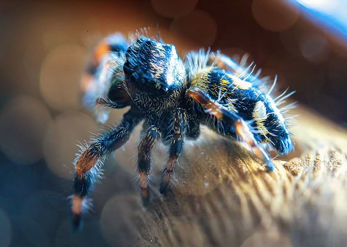 jumping spider phidippus
