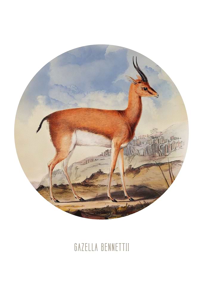 Chinkara print