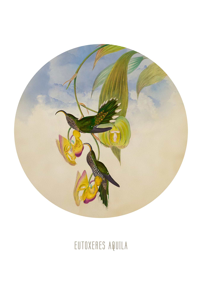 White tipped sicklebill