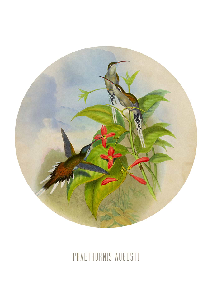 Sooty capped hermit
