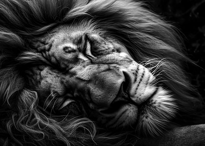 Lion head portrait