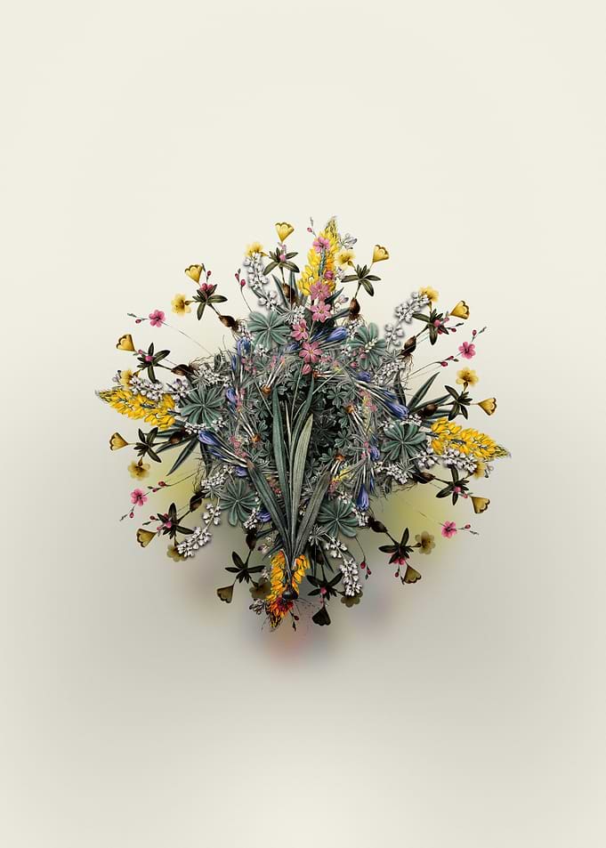 Ixia Scillaris Wreath