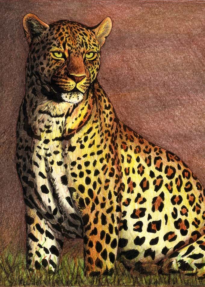 Panther