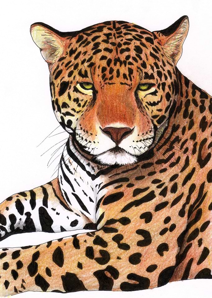 Jaguar