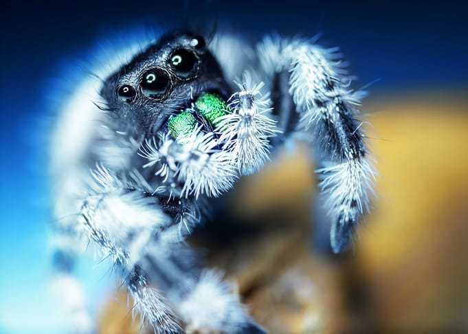 jumping spider phidippus