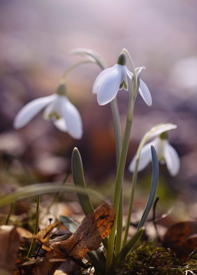 White snowdrop flowers