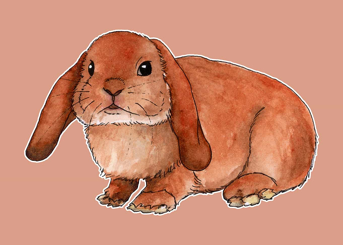 Red rabbit ram