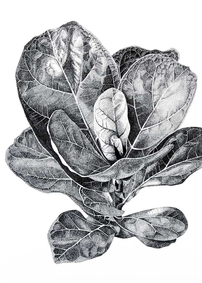 Ficus lyrata