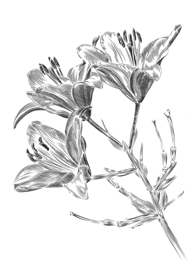 Lilies