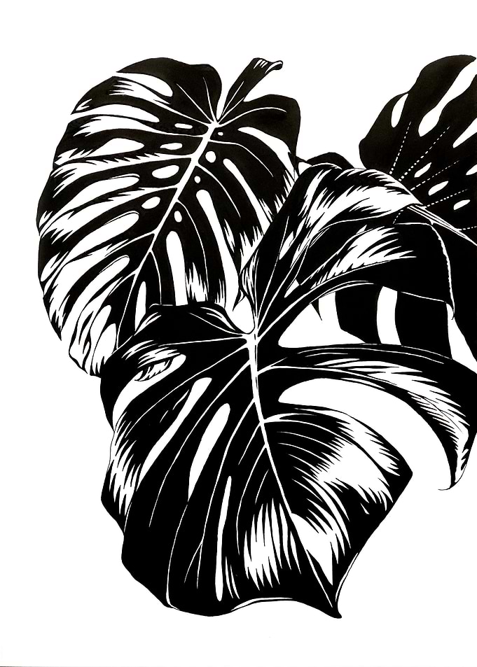 Swiss cheese plant