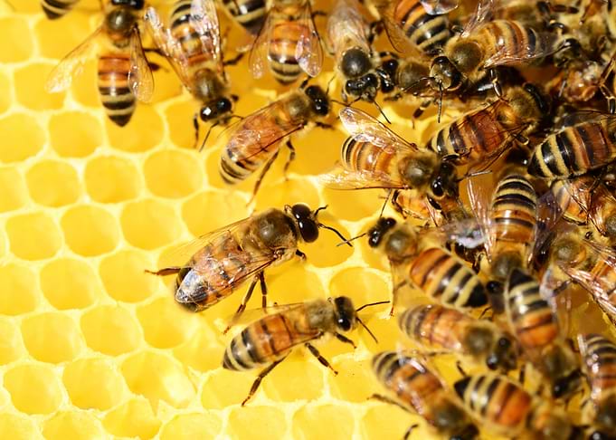 Bee Hive