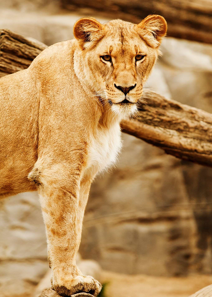 Lioness