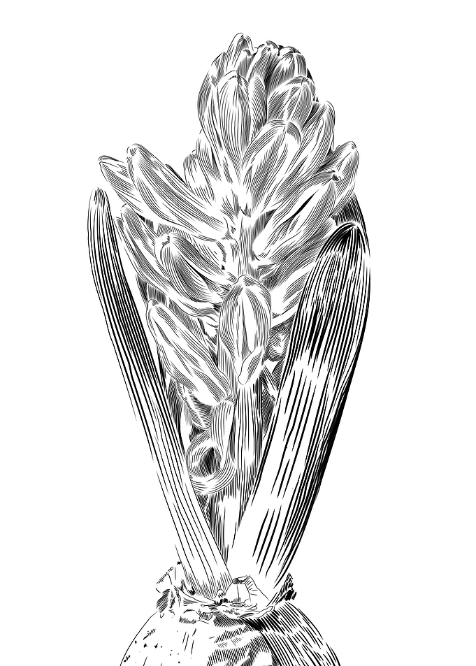 Hyacinth