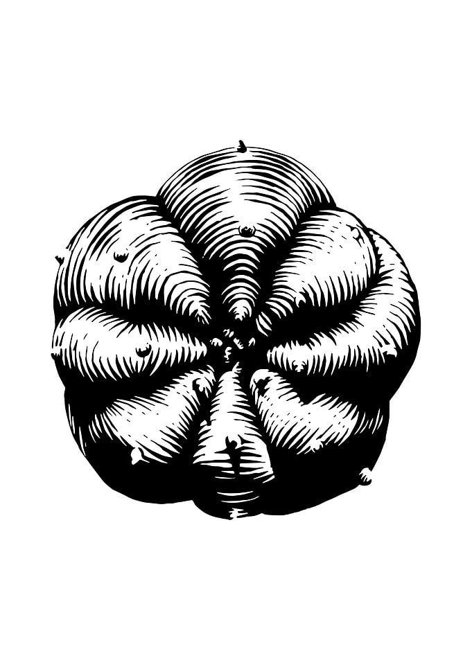 peyote cactus