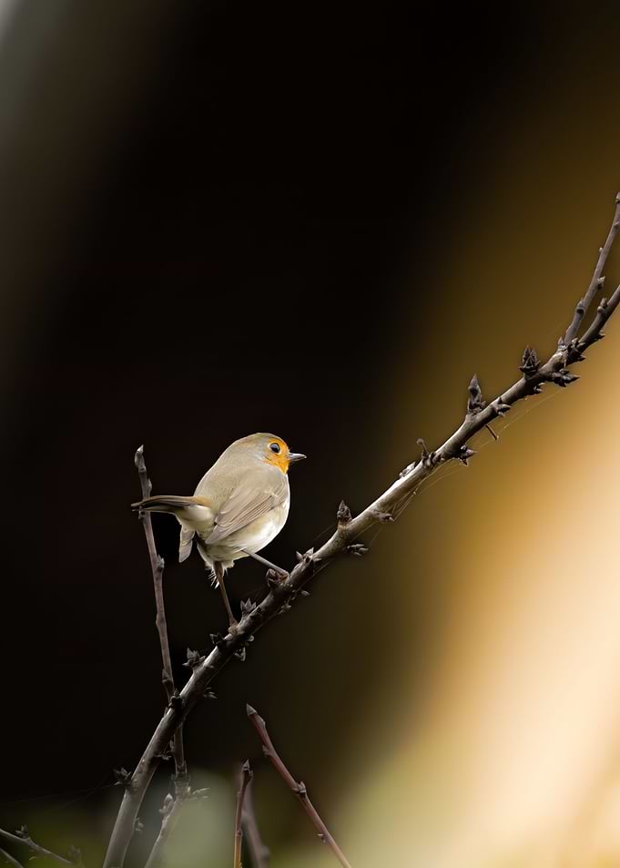 Solitudes Serenade