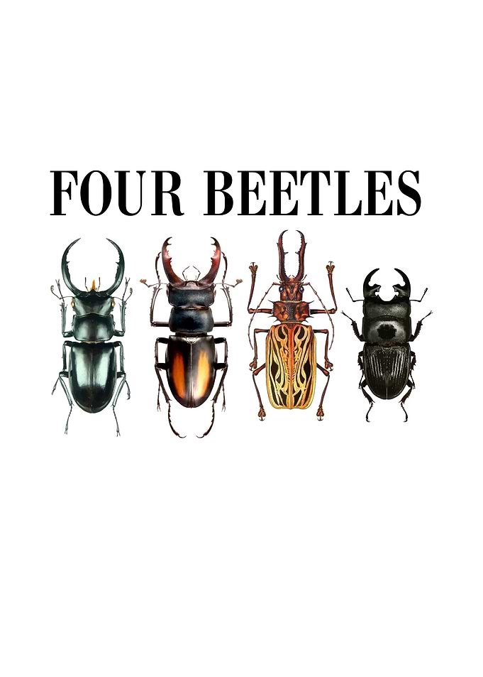 Four Beetles on white