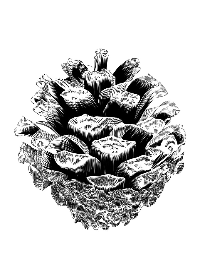 Pine cone