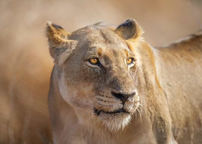 Portrait of Lioness