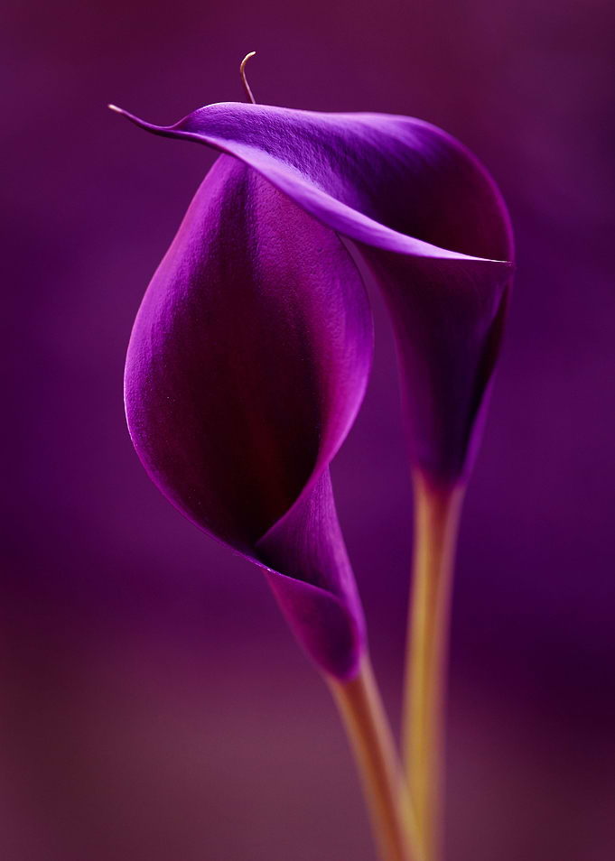 Purple flowers