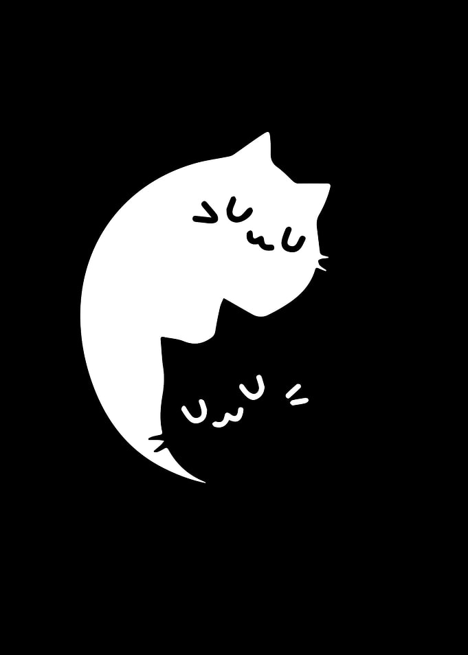 Black cat
