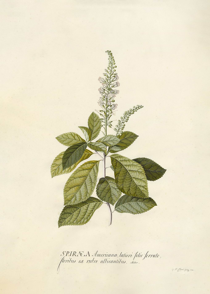 Spiraea