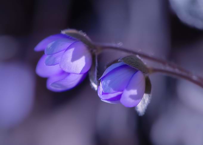 Purple spring flowers
