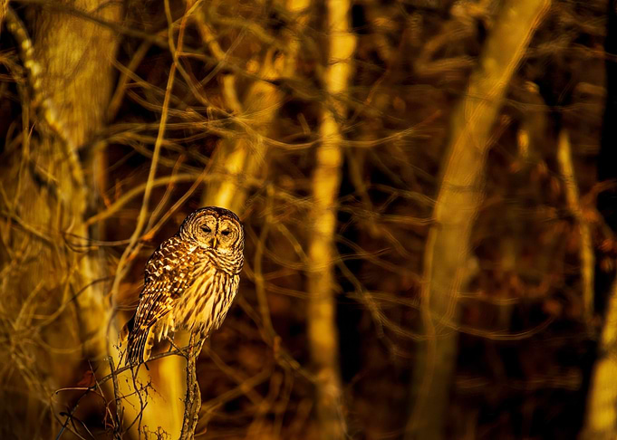 Barred Owl 5