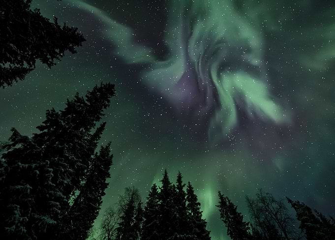 Aurora Above Treetops