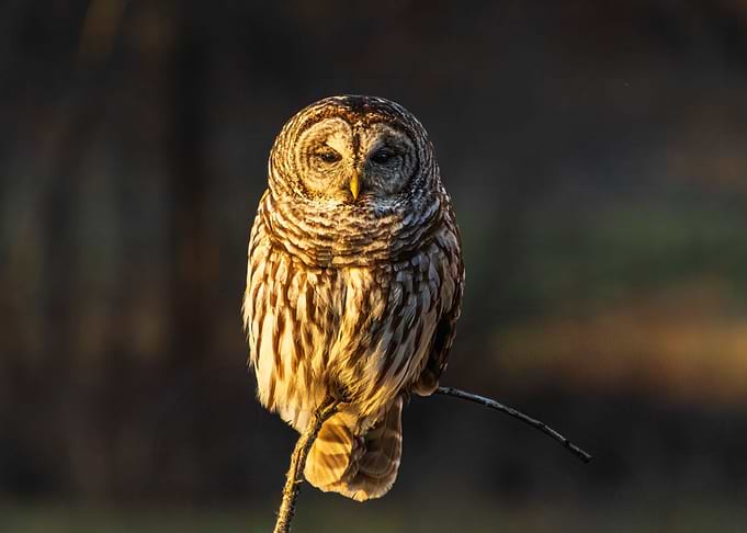 Barred Owl 6