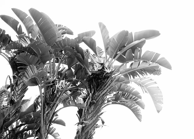 Wild Banana Dream 2