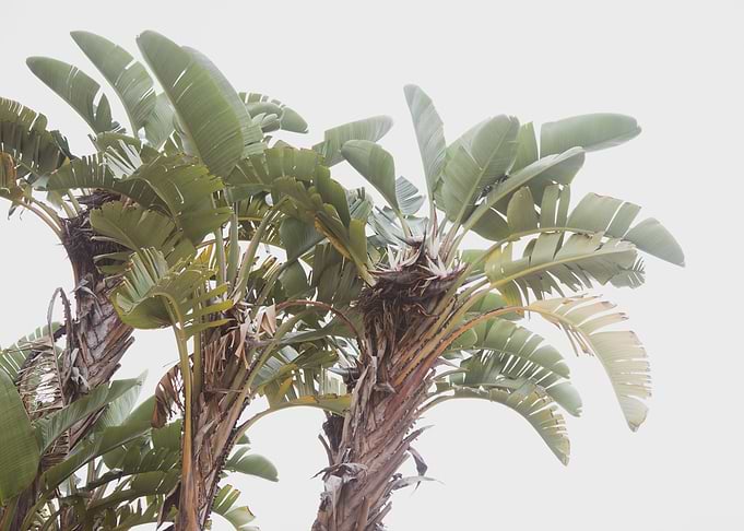 Wild Banana Dream 1