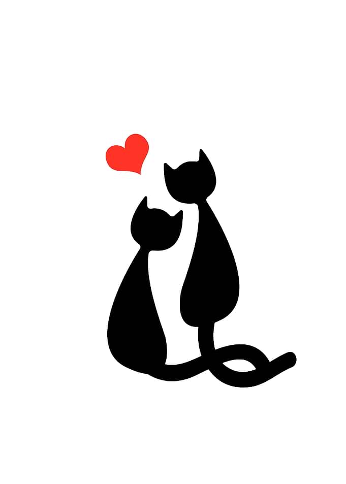 Black cat
