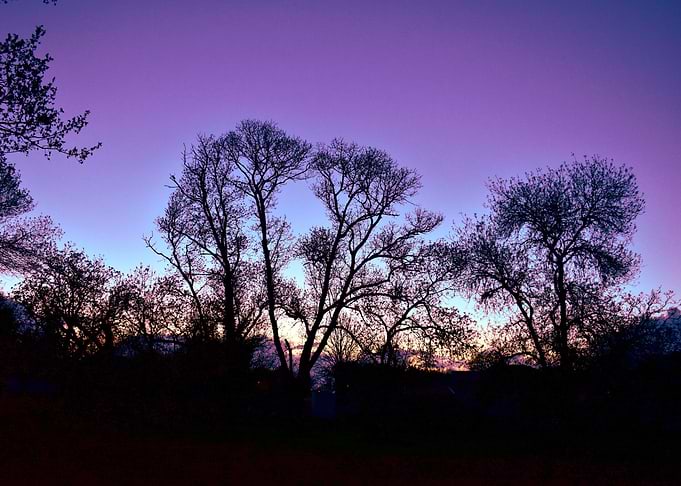 Purple sunset and trees