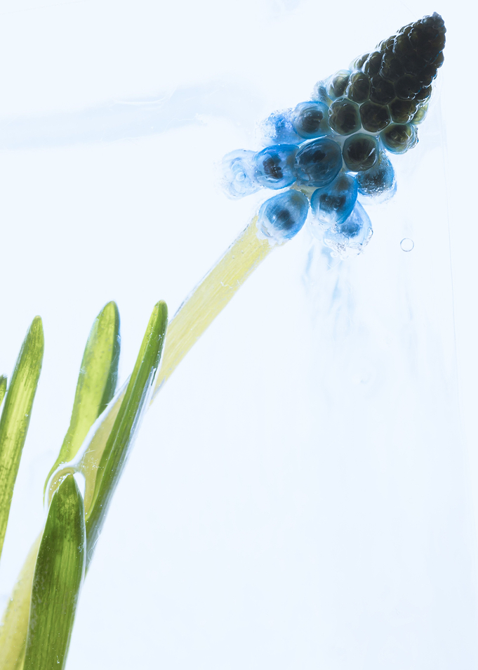 Muscari in ice 1