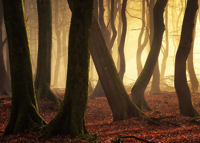 Magical forest