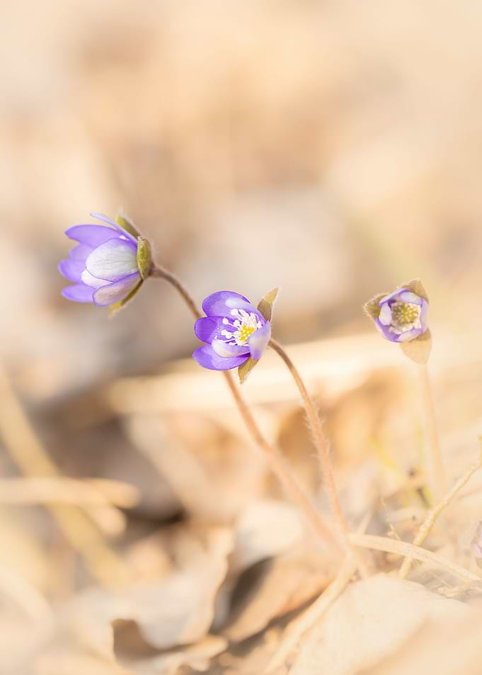 Purple hepatica flowers