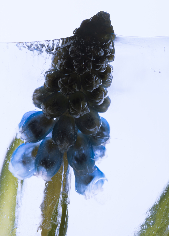 Muscari in ice 2