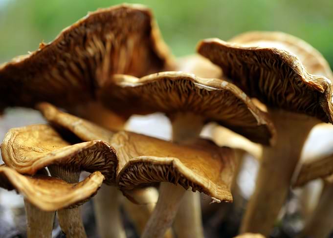 Fungus