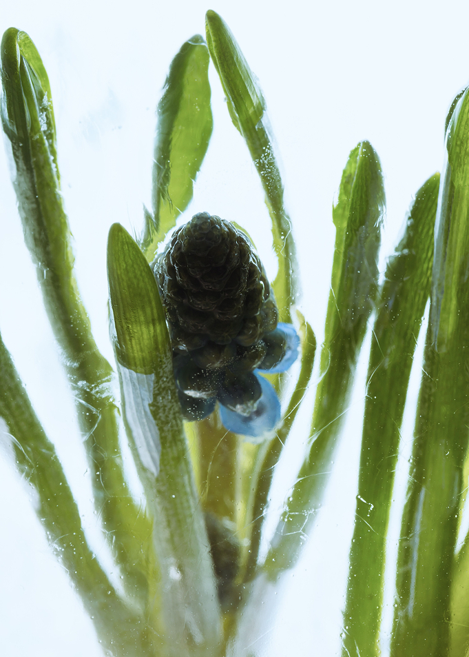 Muscari in ice 4