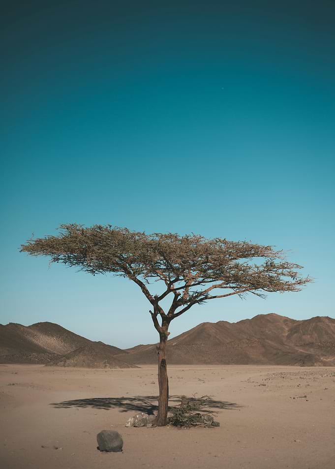 Hope in the Desert