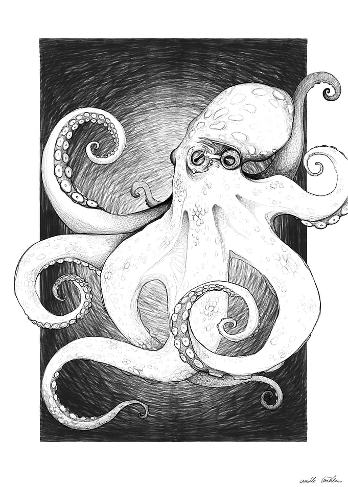 Majestic deepsea octopus