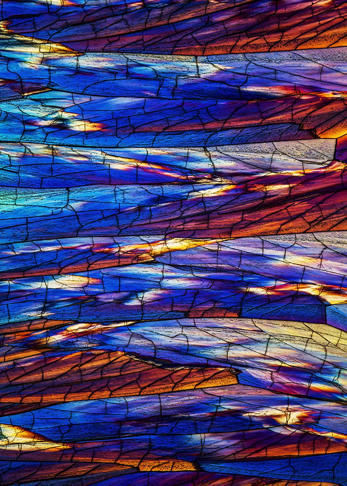 Crystal Patterns XXVI
