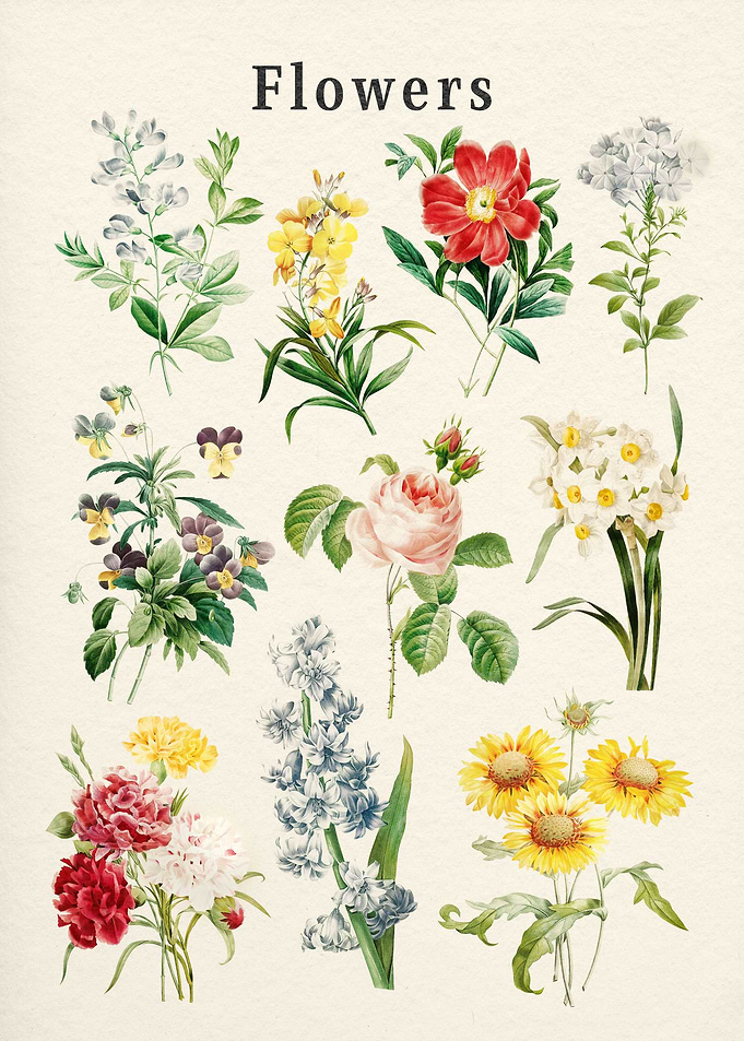 Flowers Collection